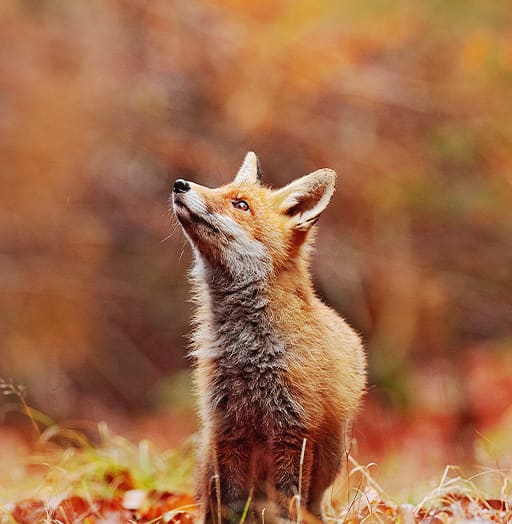 fox